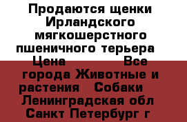 Продаются щенки Ирландского мягкошерстного пшеничного терьера › Цена ­ 30 000 - Все города Животные и растения » Собаки   . Ленинградская обл.,Санкт-Петербург г.